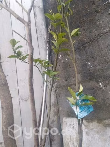 Árboles cítricos y manzanos