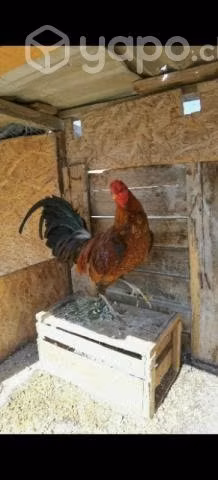 Gallos