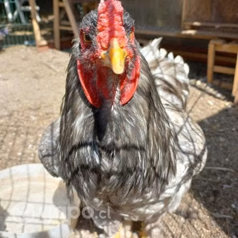 Pareja de Gallina y Gallo Brahma