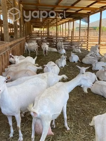 Cabras saanen, cabrillonas 100% saanen - Imagen 4
