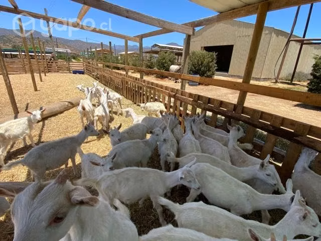 Cabras saanen, cabrillonas 100% saanen - Imagen 3