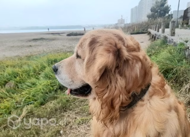 Golden retriever inscrito busca novia para cruza