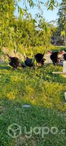 pavitos
