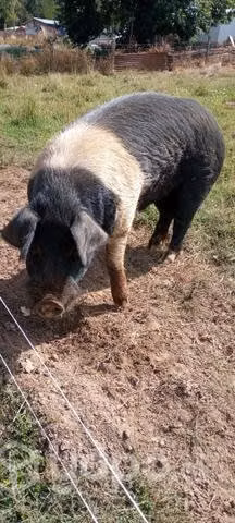 Cerdo Reproductor