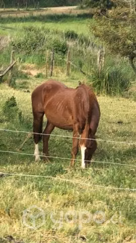 Caballo