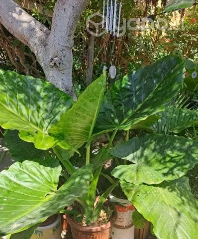 Alocasia