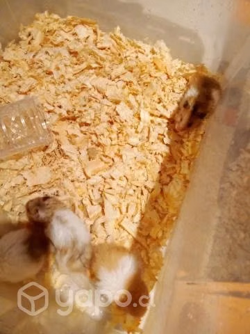 Hamster se regalan - Imagen 3