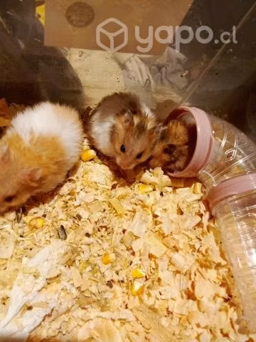 Hamster se regalan
