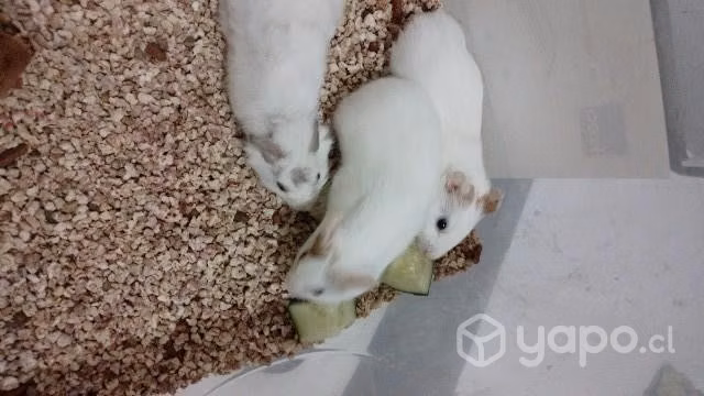 Cobayas