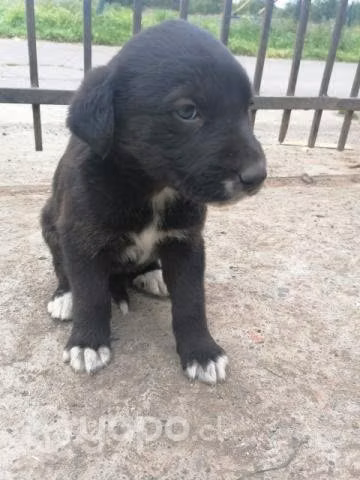 Se regalan perritos