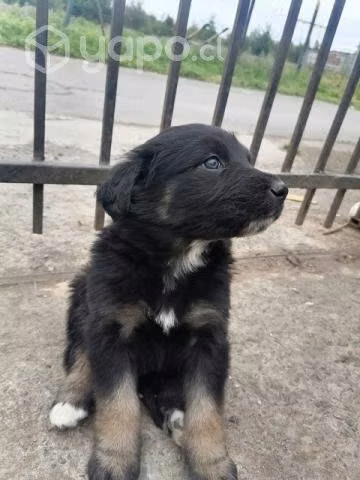 Se regalan perritos