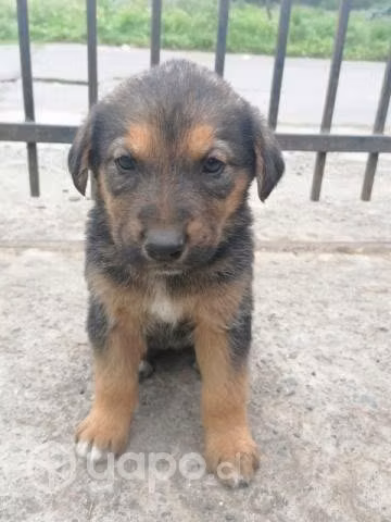 Se regalan perritos