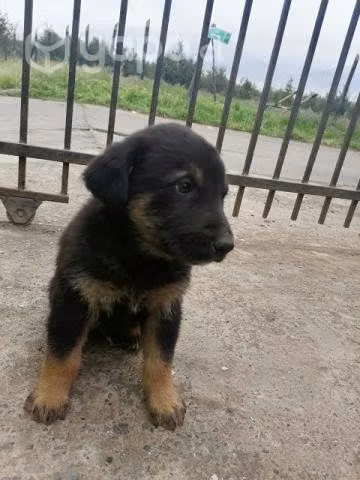 Se regalan perritos