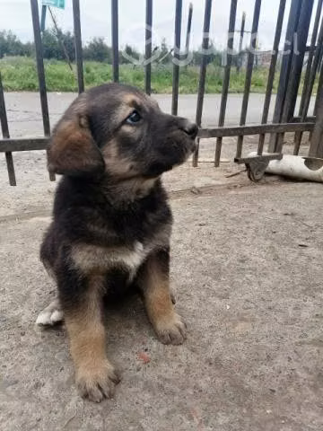 Se regalan perritos