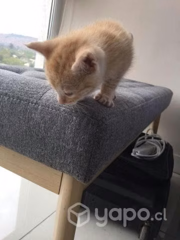 Gatito en adopcion