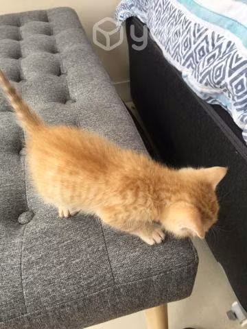 Gatito en adopcion