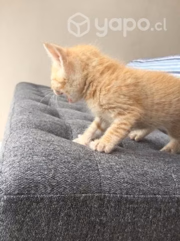 Gatito en adopcion