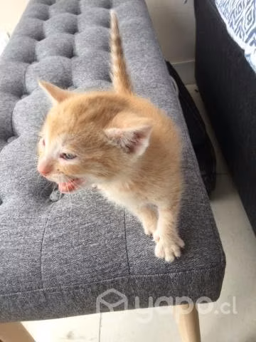 Gatito en adopcion