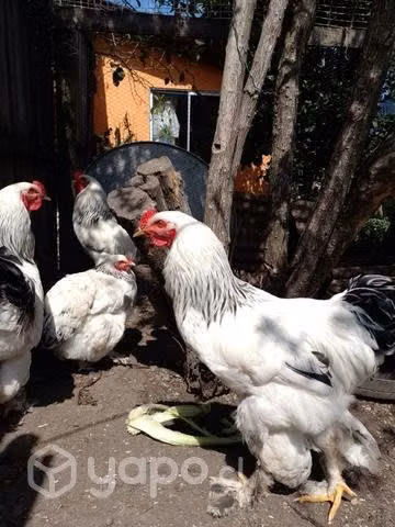 Pollones Brahmas