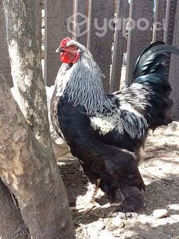 Pollones Brahmas