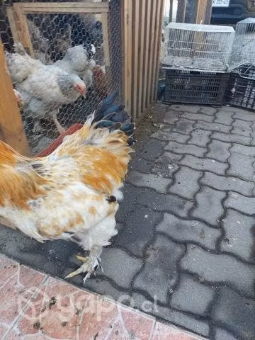Aves Brahma