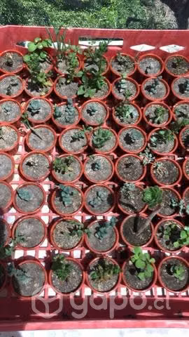 Cactus &suculentas - Imagen 2