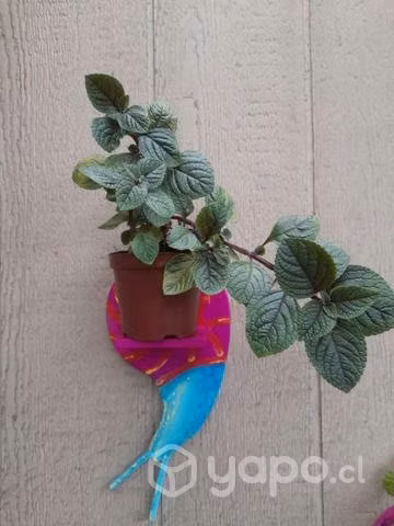 bellas repisas de madera con plantita