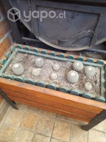 Cactus - Imagen 2