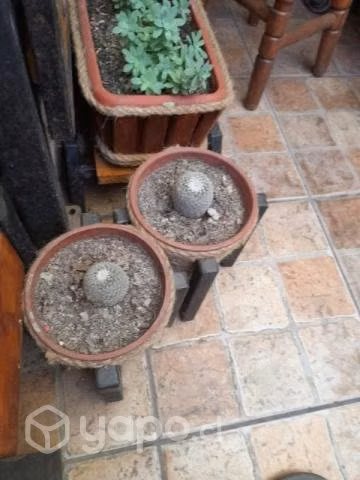 Cactus