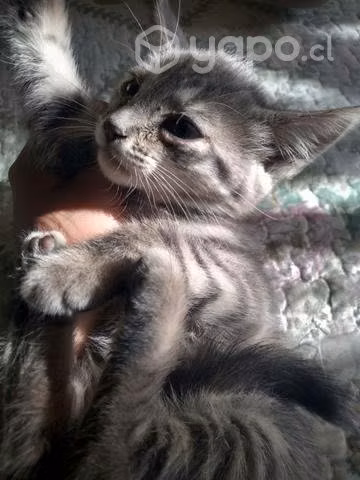 Se regalan gatit