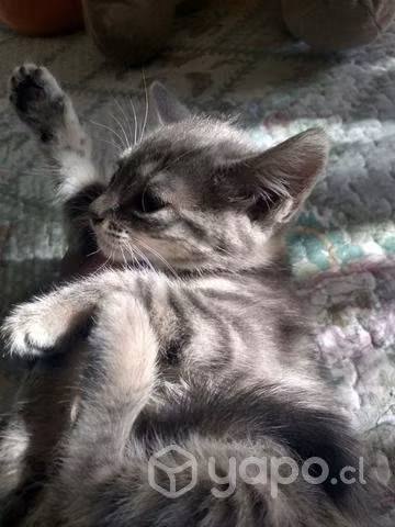 Se regalan gatit
