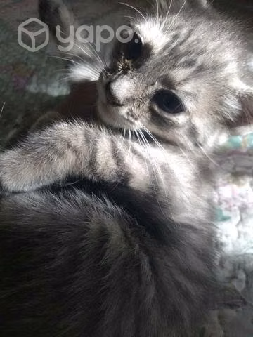 Se regalan gatit