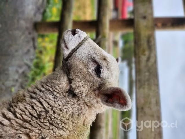 Reproductores texel