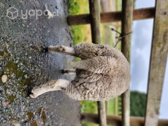 Reproductores texel