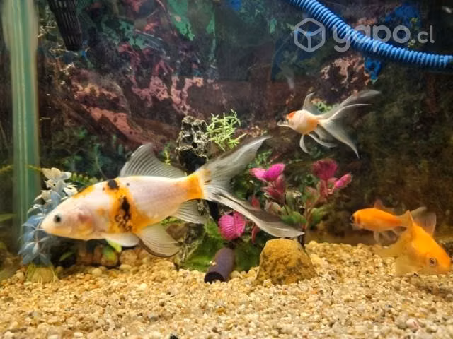 Acuario con variedad de peces - Imagen 4