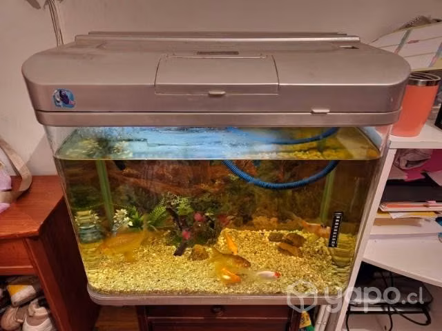 Acuario con variedad de peces - Imagen 3