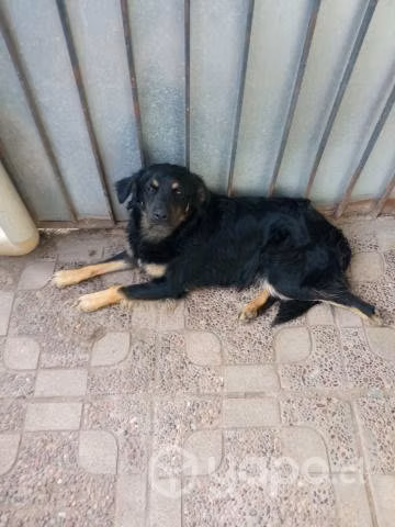 Regalo cachorro de 1 año