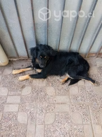 Regalo cachorro de 1 año