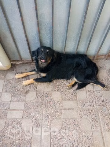 Regalo cachorro de 1 año