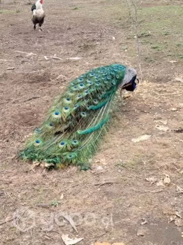 pavo real macho