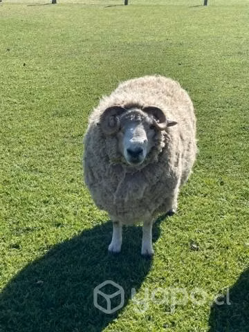 Carnero merino - Imagen 3