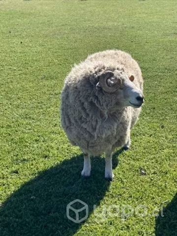 Carnero merino - Imagen 2