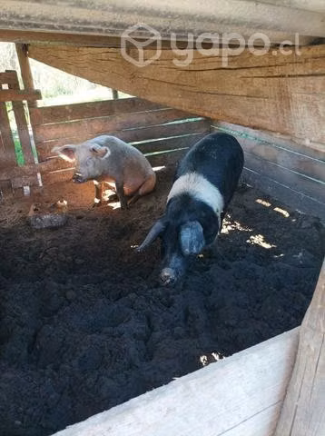 chanchos