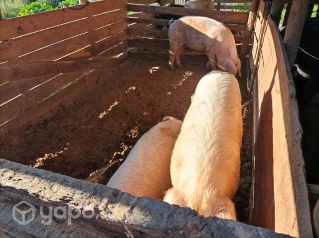 chanchos