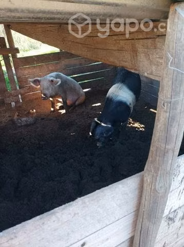 chanchos