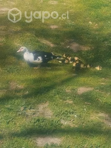 Patos - Imagen 2