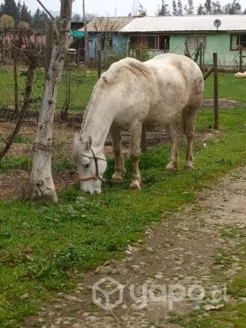 Yegua de trabajo - Imagen 5