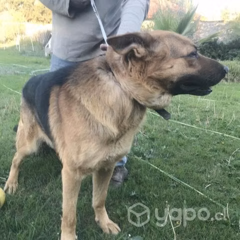 Regalo pastor aleman 5 años