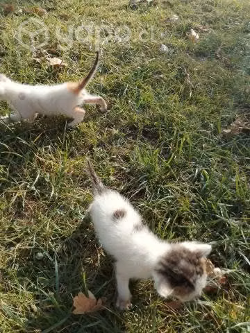 Regalo gatitas - Imagen 2