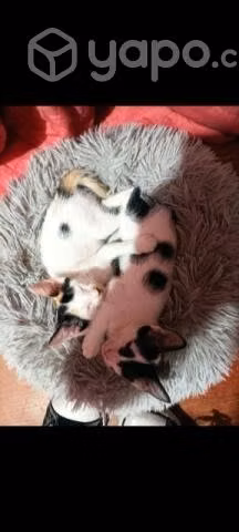 Se regala gatito - Imagen 2